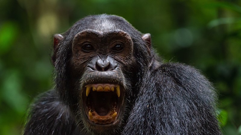 Chimpanzee groups stun scientists with killing spree