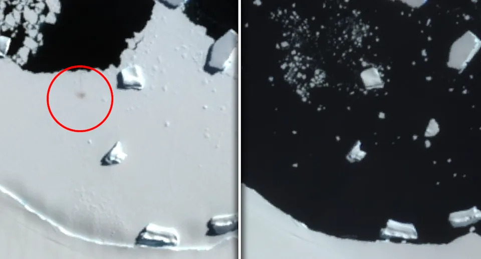Left: A red circle highlights an emperor penguin breeding colony on ice at Smyley Island. Right: The same area without sea ice.