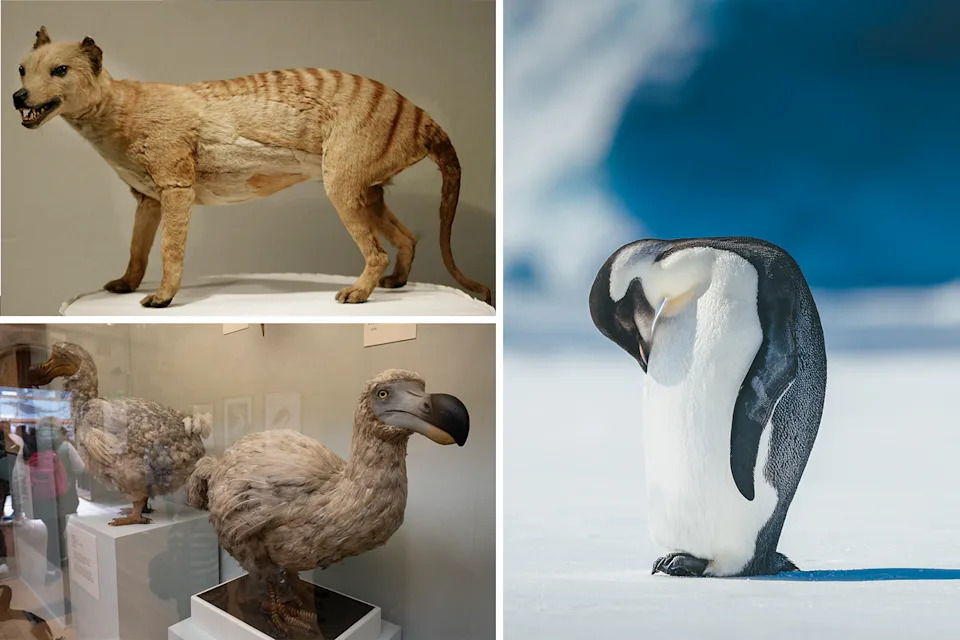 Top Left: A stuffed Tasmanian tiger. Bottom Left: A stuffed dodo. Right: An emperor penguin with its head down.