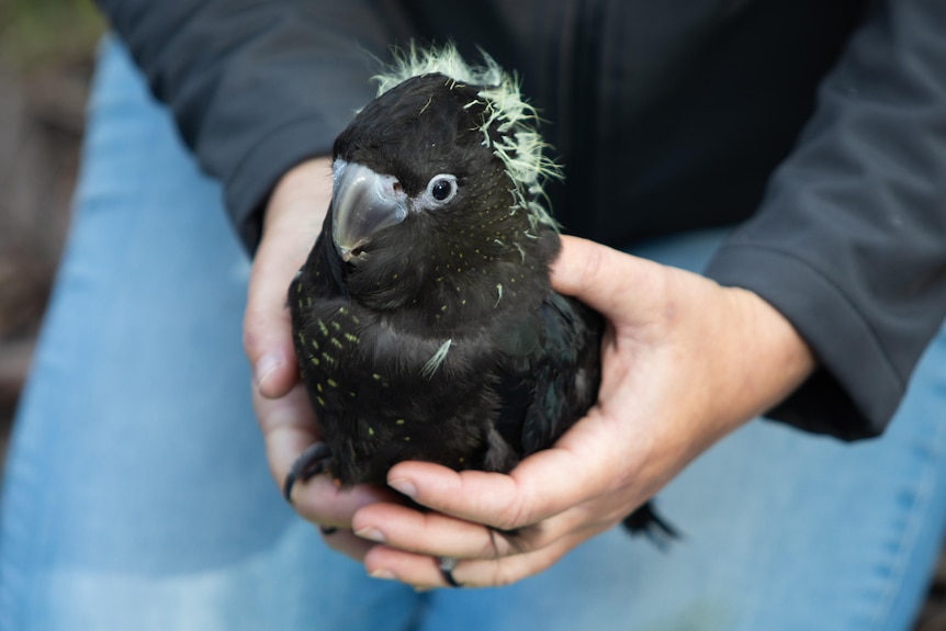 A young glossy black-cockatoo being cradled in a pair of hands.