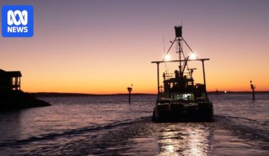 SA authorities confirm Port Lincoln tuna deaths not caused by harmful algal bloom