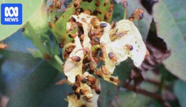 Cotton industry 'alert but not alarmed' by increasing numbers of bicoloured weevils in NT crops