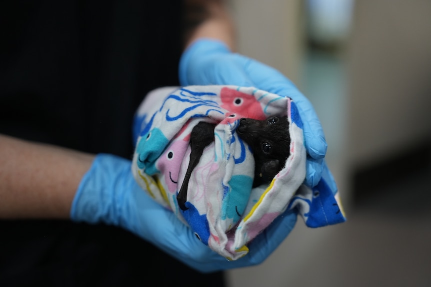 A rescued baby flying fox wrapped in a blanket.