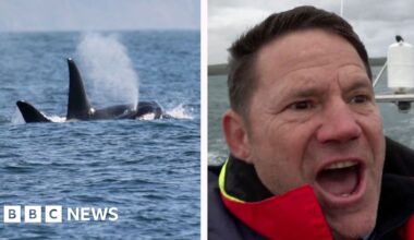 Backshall overjoyed at rare sighting of orcas