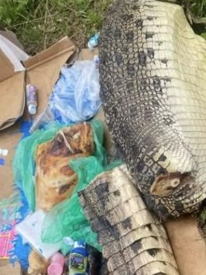 Parts of a reptile, believeved to be a crocodile, among rubbish