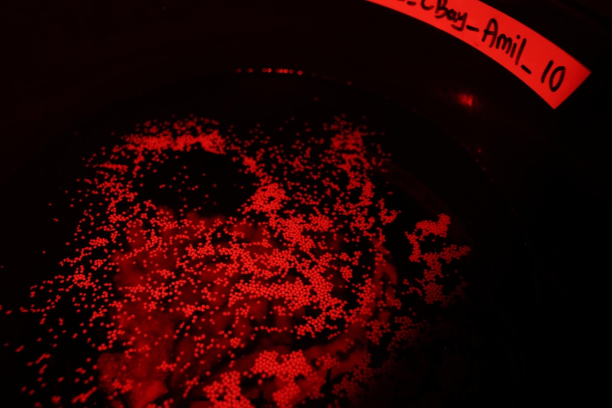 Small dots of coral spawn float to the surface of a tank under infra-red light.