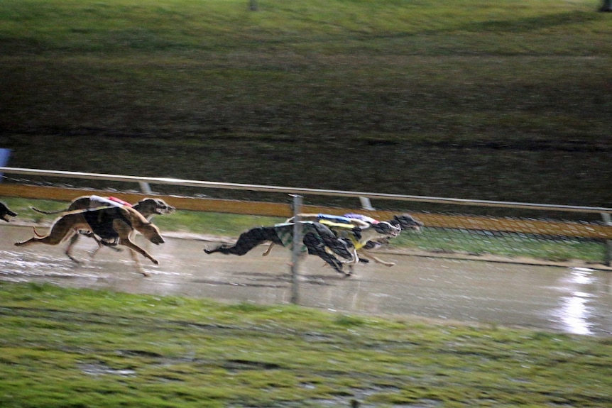 Greyhounds race around a track in Tasmania