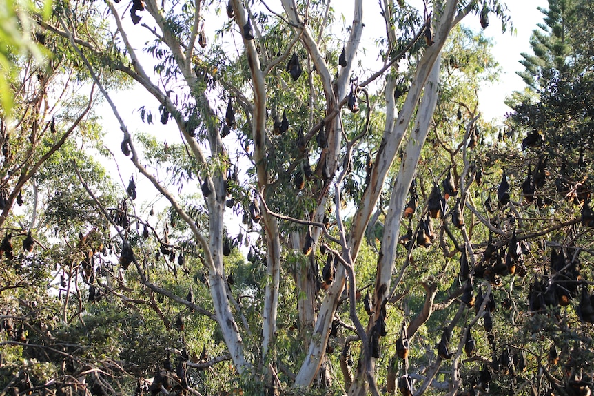 A very large camp of flying foxes hanging upside down from trees.