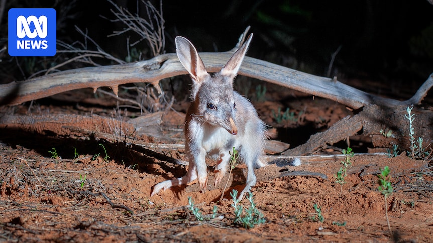 'Easter bilby' populations quadruple across Australian sanctuaries