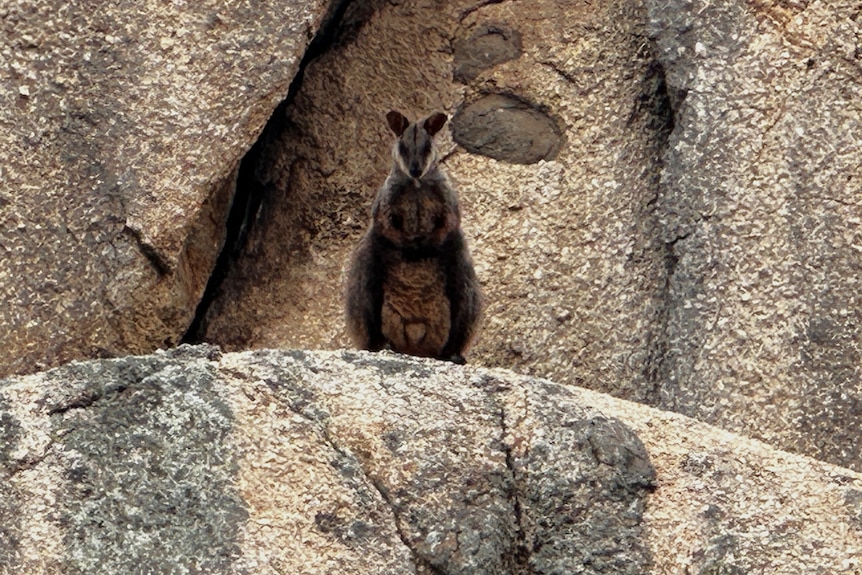 A single southern brush-tailed rock wallaby on a rock ledge.