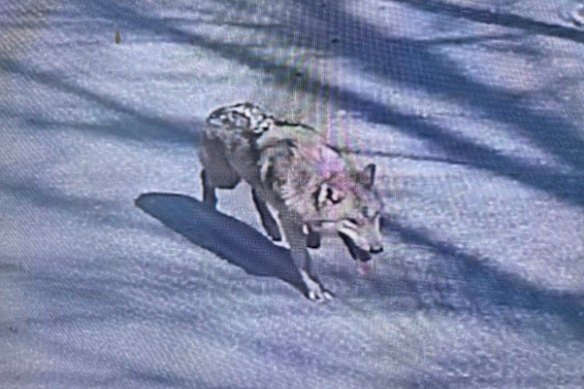 The wolf was on the run for nine days after reportedly slipping under a fence. 