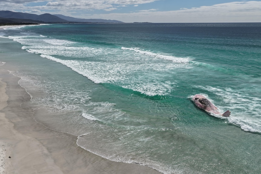 A wide shot showing a beach with a whale carcass washed up in the shallow water and four people looking at it.