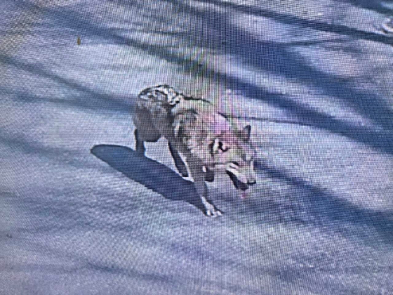 A wolf that went missing after escaping from its enclosure in O-world zoo, roams in the zoo premises in Daejeon, South Korea