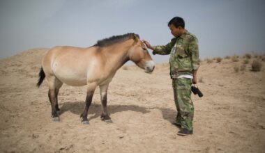 China’s Przewalski’s horse population rises above 900 – Asia News Network