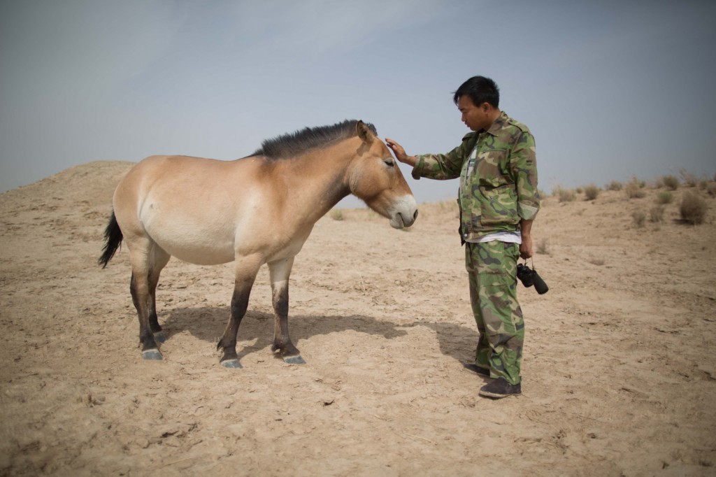 China’s Przewalski’s horse population rises above 900 – Asia News Network
