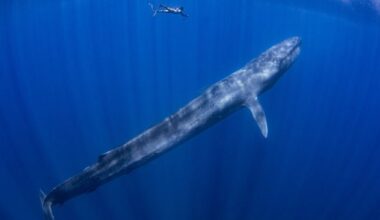 One whale song unlocks oceans of data