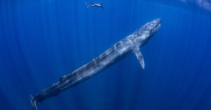One whale song unlocks oceans of data