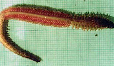 This species of polychaete, Alitta succinea, was one of two species found in the gut of jellyfish. Photo-