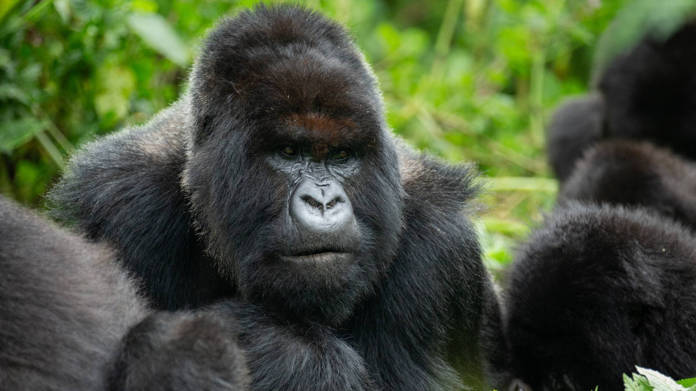 Silverback Mountain gorilla in Rwanda 