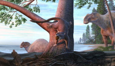 An illustration of the ancient mammal standing on a tree with a fruit in its mouth. There are duckbilled dinosaurs and the Pacific Ocean in the background.