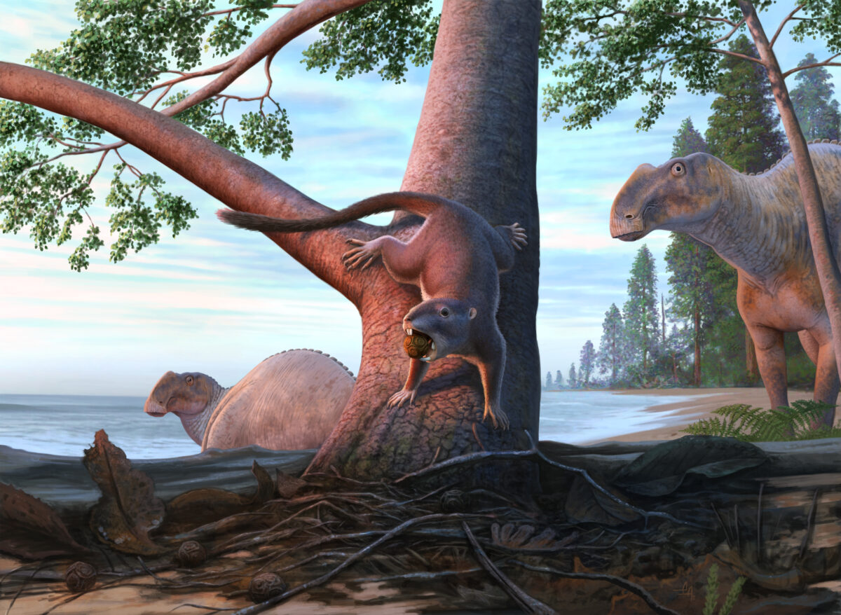 An illustration of the ancient mammal standing on a tree with a fruit in its mouth. There are duckbilled dinosaurs and the Pacific Ocean in the background.