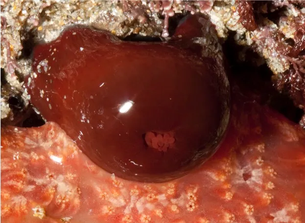 Beadlet20anemone2028Actinia20equina292028c2920Andy20Cowley_623-57acc21