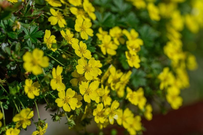 Beautiful Yellow Flowers Common Tormentil