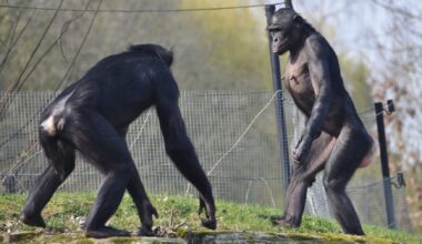 In zoos, 'peaceful' bonobos are just as aggressive as chimps, study suggests