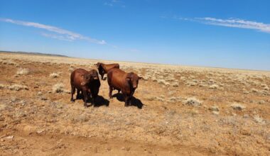 Good data gives confidence to genetic decisions