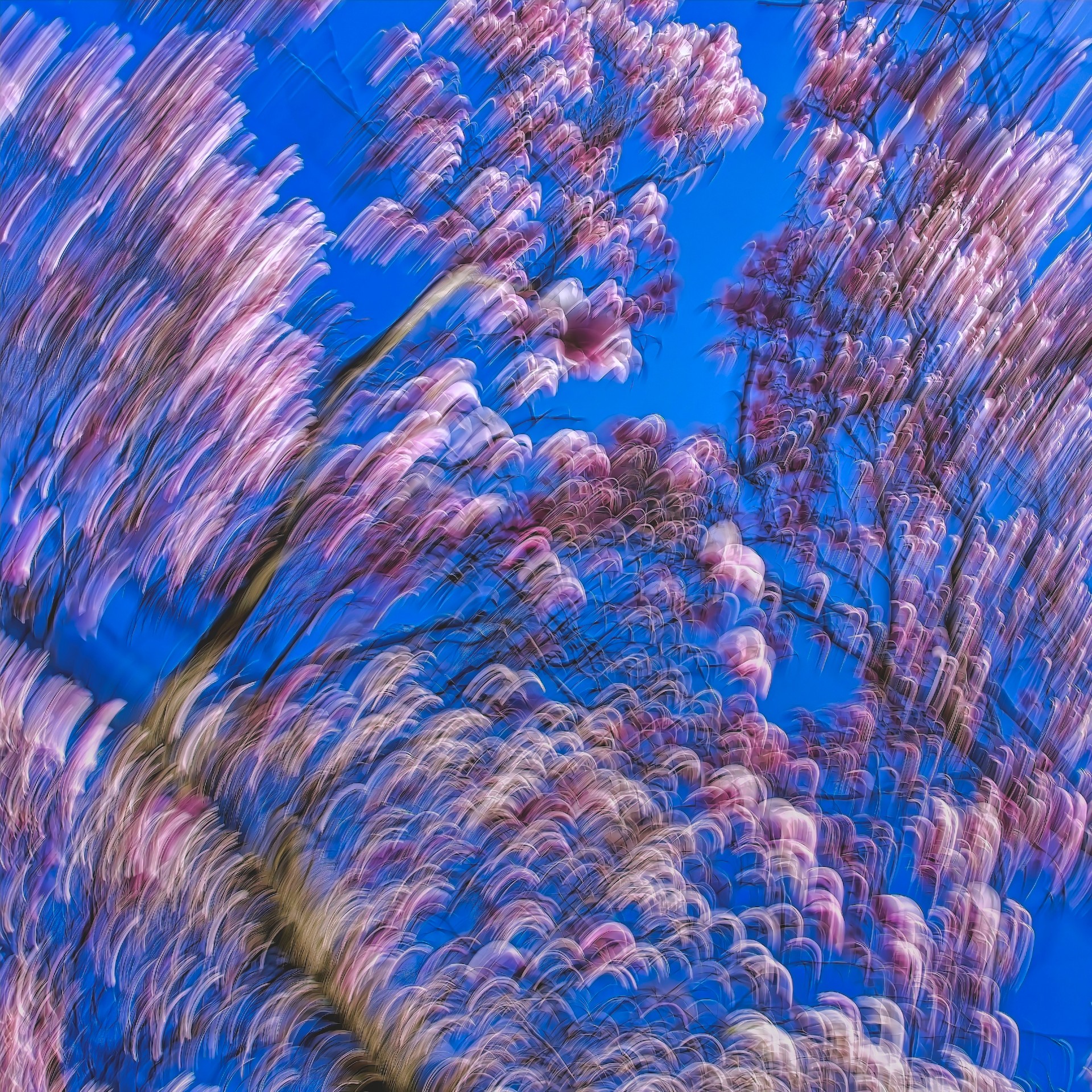 An abstract upward view of cherry blossoms, where the pink petals and dark branches form repeating, rhythmic curves against a brilliant solid blue sky.