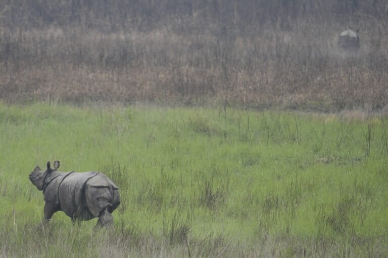 Experts say that after release, rhinos tend to remain close to the release site initially, especially if adequate water sources and grazing areas are available. Over time, adult males and solitary subadults may begin to explore surrounding areas. Image by Vipin Kapoor Saini.