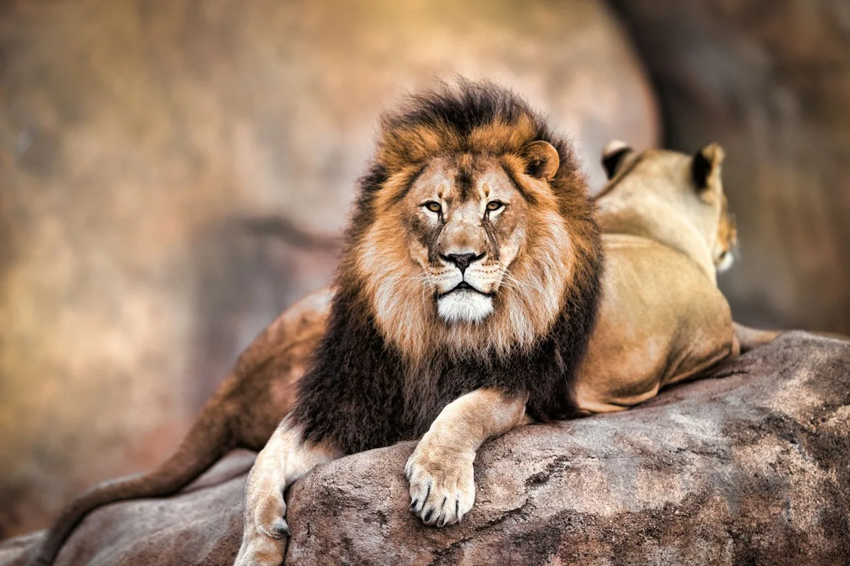 Lion