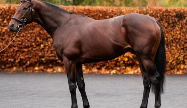 Delacroix to Shuttle to Coolmore Australia, Fee Set at A$38.5k