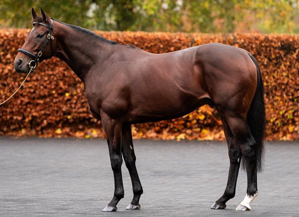 Delacroix to Shuttle to Coolmore Australia, Fee Set at A$38.5k