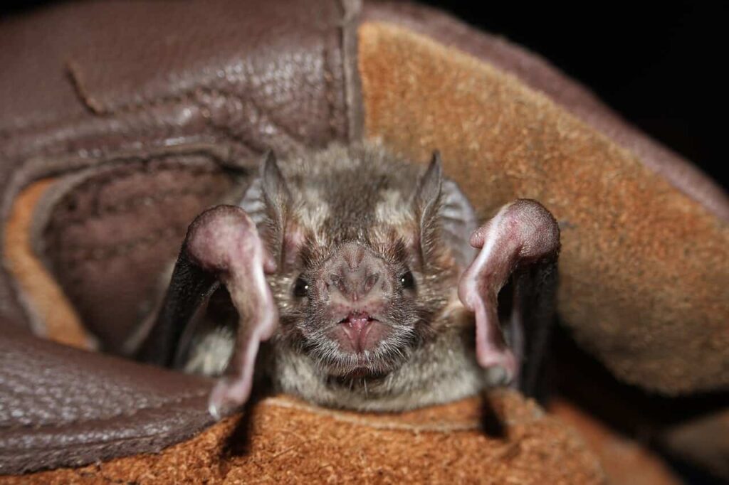 Close-up of a small bat with large ears and pink nose peeking from a cave entrance.