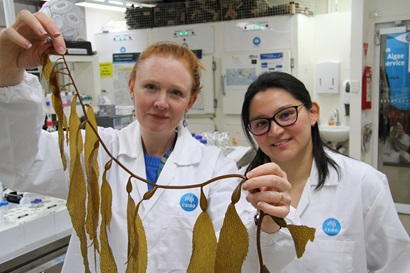 Two women in lab coats holding up a specimen of seaweed. 