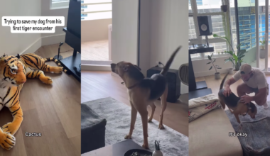 Rescue Dog’s First Run-in With a Tiger Doesn’t Go as Expected