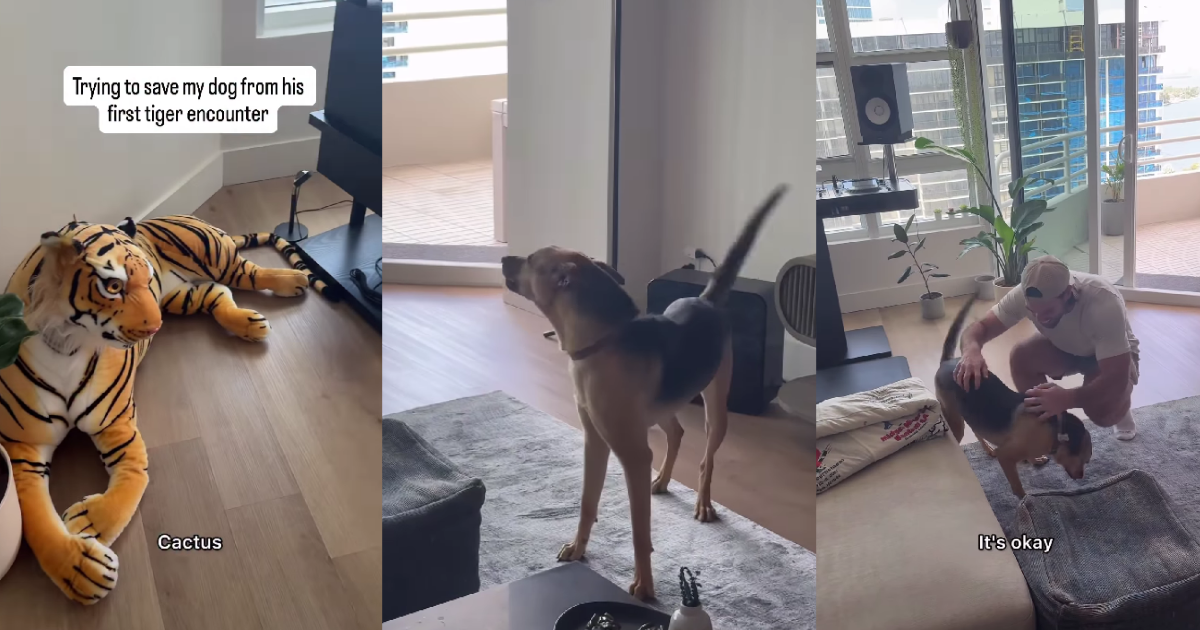 Rescue Dog’s First Run-in With a Tiger Doesn’t Go as Expected