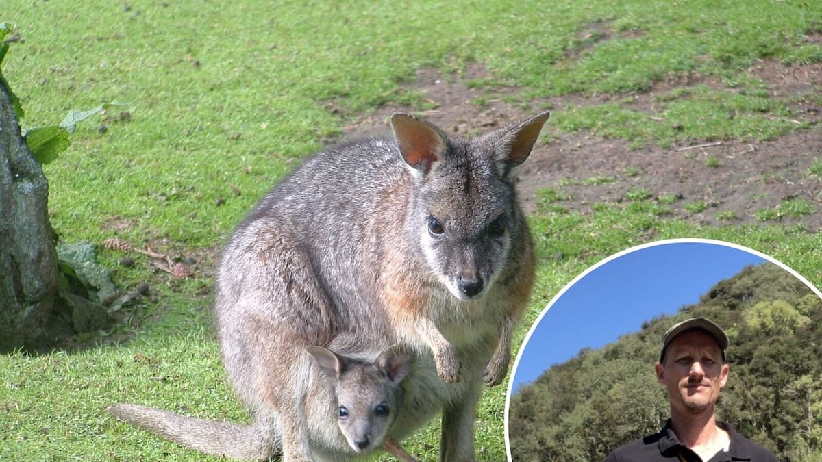 Wallaby warning for Hawke’s Bay: Like ‘rabbits on steroids’