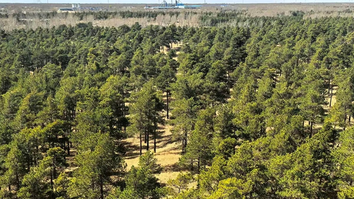 China Is Trying to Grow New Forests in This Notorious Mega-Desert. It’s Working