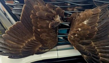 'Firmly wedged' hawk freed from car grille in 'astonishing' rescue
