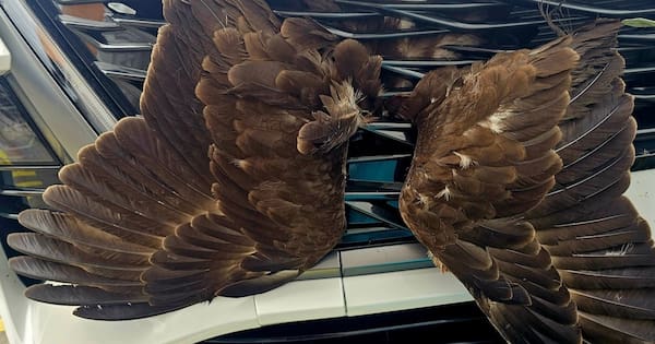 'Firmly wedged' hawk freed from car grille in 'astonishing' rescue