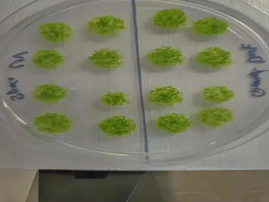 Germinated Moss Spores After Exposure To Space.