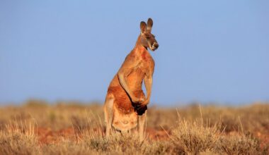 Red kangaroo