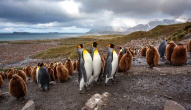 King penguin