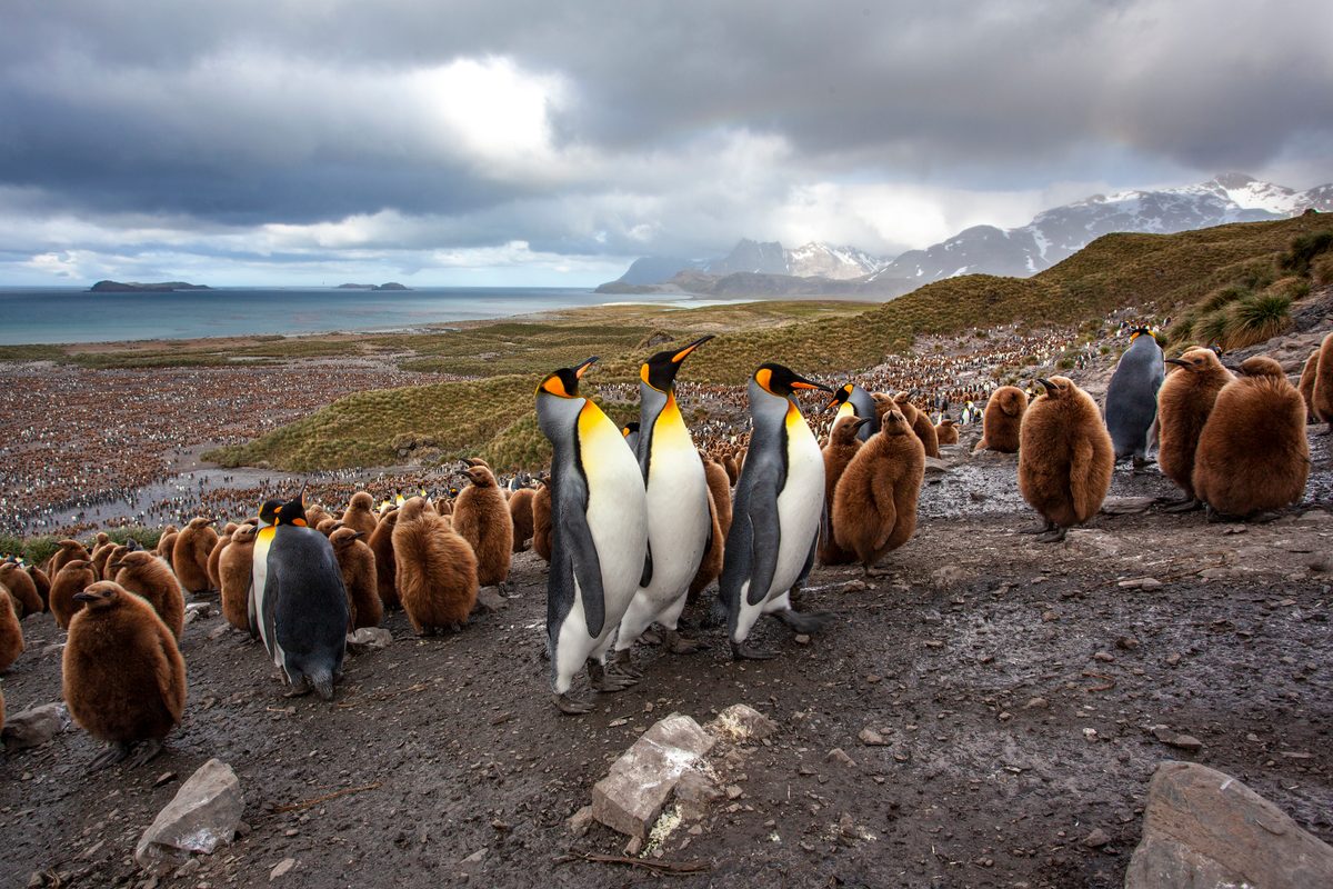 King penguin