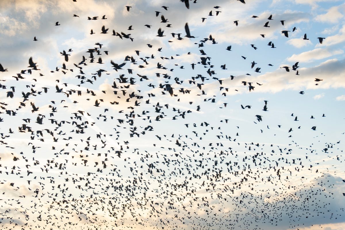 Crows