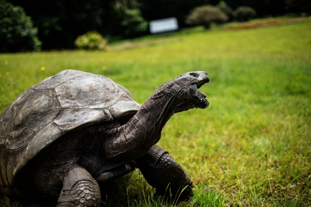 Seychelles giant tortoise