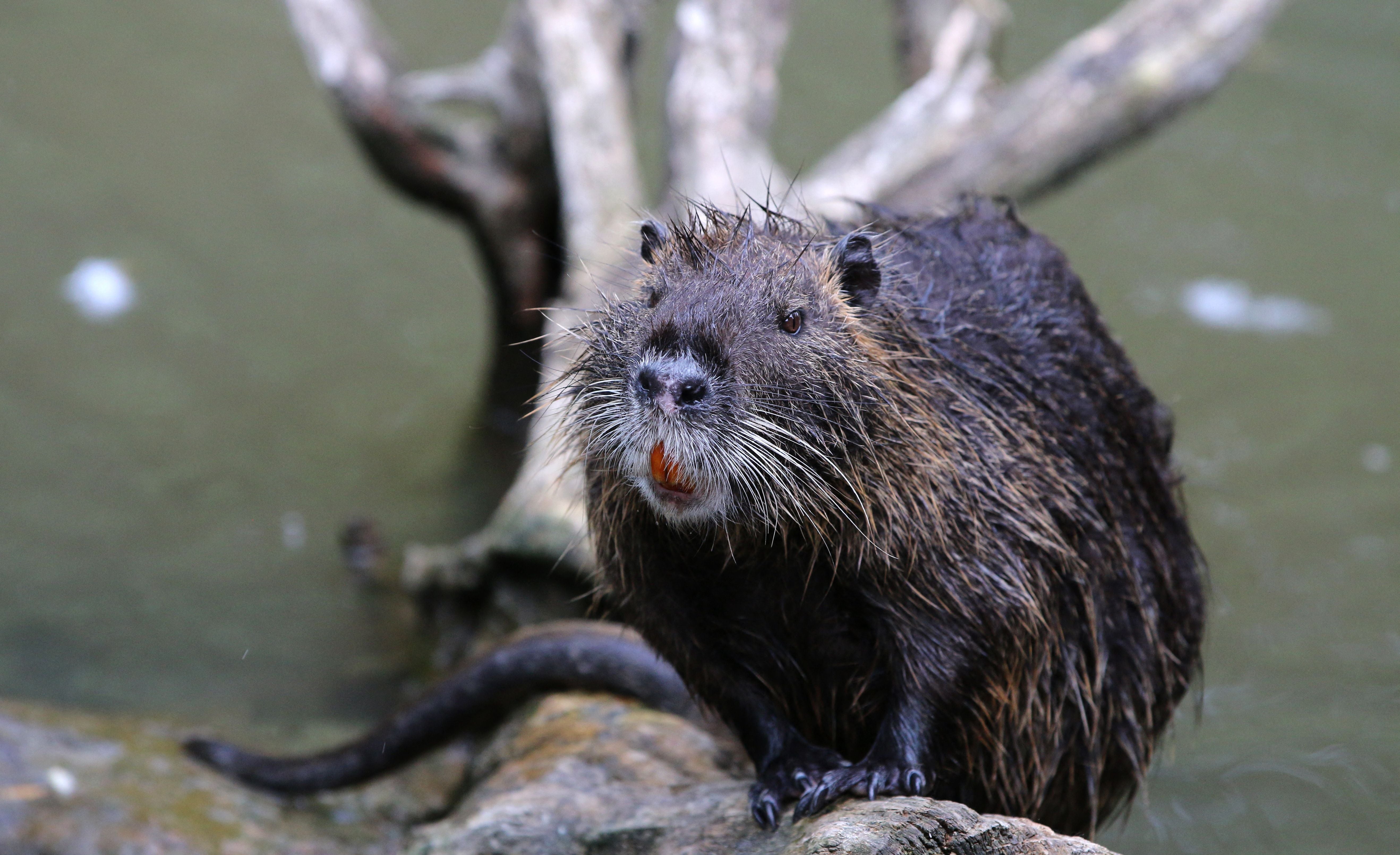 Officials say the motive behind the suspected reintroduction is unclear, with theories ranging from a misguided attempt at vegetation control to possible intentional environmental sabotage