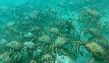 Giant spider crabs at Port Phillip Bay in Australia